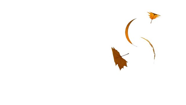 autumn leaves moving left to right with wind | Maple Leaf animation. falling autumn leaves - looped animation HD
