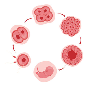 Human Embryo Development Stages Illustration