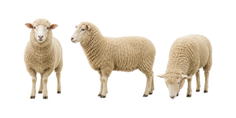 Three domestic sheep shown in different natural poses, including front view, side profile, and grazing position, isolated on a clean white background. Soft wool texture, farm livestock collection © MJ iceberg