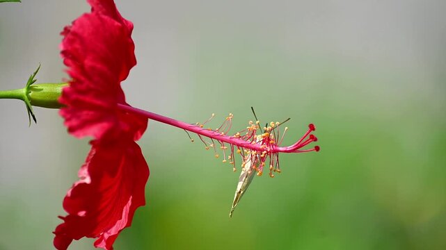 Yellow Butterfly Moving Along Red Hibiscus Stamen While Feeding on Nectar in Slow Motion