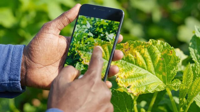 Hand scanning plant leaf with smartphone for disease detection agriculture technology showing detailed green leaf texture and yellow spots close up