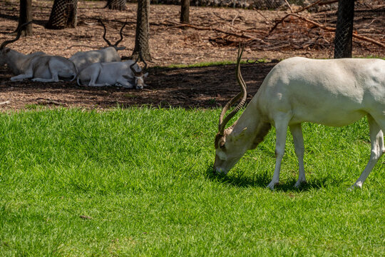 An endangered Addax antelope grazing peacefully in a lush green sanctuary representing wildlife conservation efforts