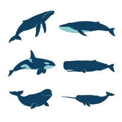Six stylized whale illustrations are set against a white background © adit