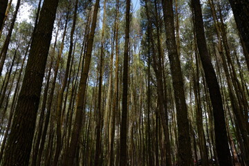 Fototapeta premium Blurry images, captivating low-angle view of a dense pine forest featuring tall, slender tree trunks stretching dramatically toward the sky.