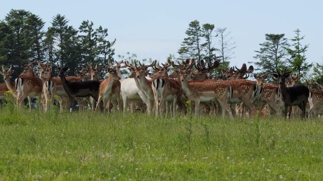Large herd of fallow deer grazing on a green meadow