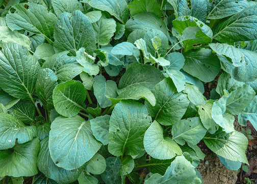 Fresh bok choy plants growing densely in a cultivated vegetable field, displaying healthy green leaves and natural texture in an outdoor farming environment.