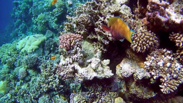 A parrotfish swim near a reef in the Red Sea