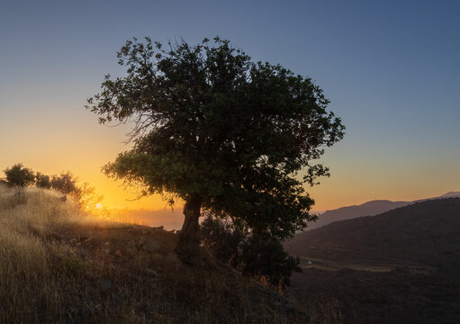 Silhouette of an old tree against a bright sunrise on a grassy hillside of Mount Edheri on Crete, Greece