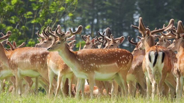 Large herd of fallow deer standing in a green meadow