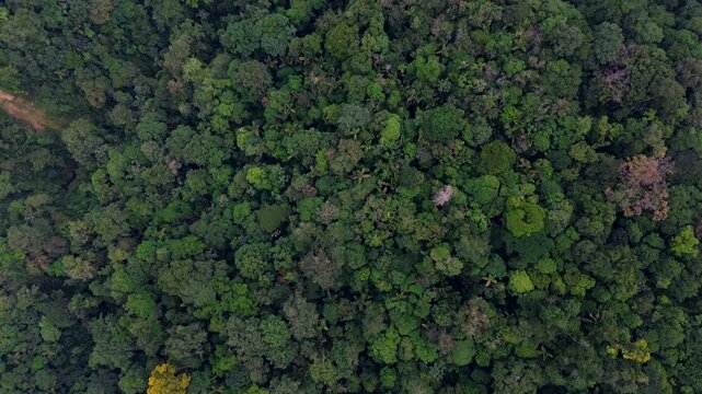 Top Down Drone View of Dark Tropical Rainforest Canopy in Ecuador, Mixed Green Tree Crowns, Amazon Biodiversity and Natural Forest Texture