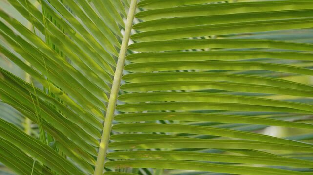 Leaf of palm close up. Coconut palm tree taxture green leaf background.