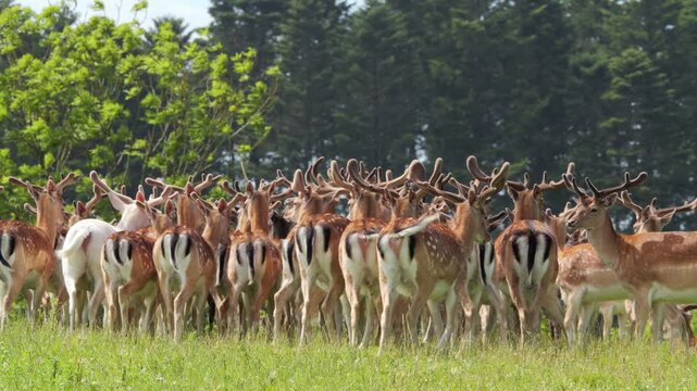Large fallow deer herd grazing in a green meadow