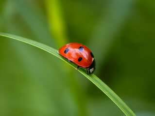 Close-up of a red ladybug on a green leaf © Oto