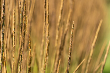 Obraz premium Golden grass stalks stand sharply against a creamy blurred background. Minimal composition emphasizes natural texture and summer light.
