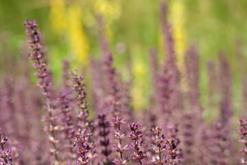 Obraz premium Purple woodland sage contrasts with yellow mullein flowers in a colorful border. Soft background creates a peaceful garden atmosphere.