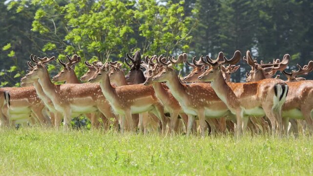 Large herd of fallow deer stags in green meadow