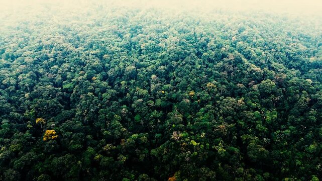 Wide Aerial View of Tropical Rainforest Canopy in Ecuador with Morning Haze, Green Jungle Hills and Remote Amazon Wilderness Background