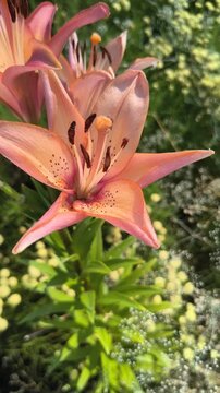 Close up shot of beautiful blooming pink and orange lily flowers gently swaying in the summer breeze. Vibrant petals feature dark spots and prominent stamens against a blurred natural background.