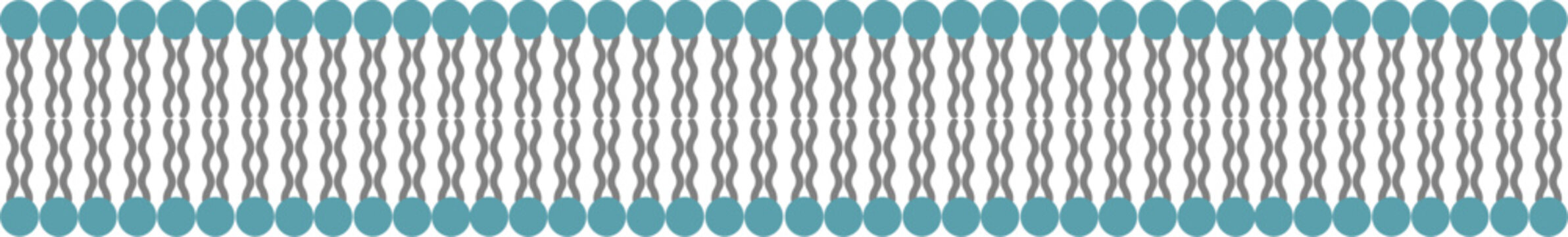 Cell Membrane Phospholipid Bilayer Structure Vector Diagram. Scalable EPS vector illustration detailing the microscopic structure of a phospholipid bilayer membrane.