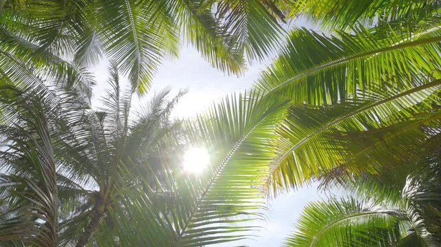 Palm tree in the sun beam through green leaf.  Coconut palm treebottom view sky.