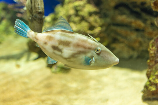 Close-up of a bluefin filefish swimming in an aquarium