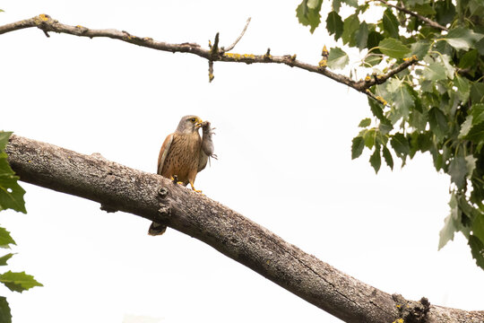 Turmfalke mit Beute