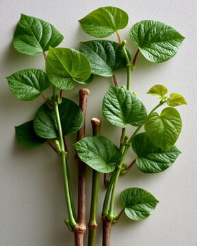 Giloy vine stems on a neutral background showcasing Indian medicinal herb tradition longevity wellness and minimal natural living