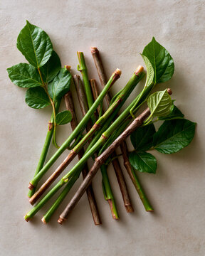 Giloy vine stems on a neutral background showcasing Indian medicinal herb tradition longevity wellness and minimal natural living