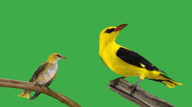 Two orioles, young and old, on a green screen accompanied by the sound of these birds singing in the forest.