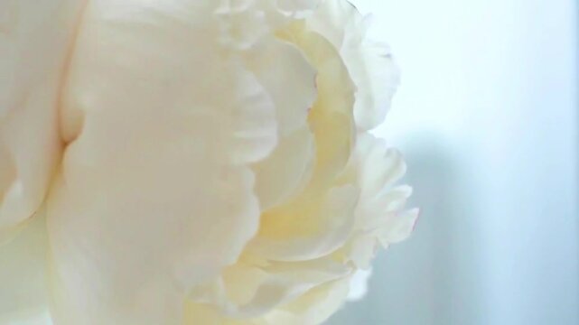 Soft focus slow-motion tilt of blooming white peonies in a bright, bright-toned studio setting