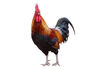 Rooster standing, front view, isolated on transparent background (PNG) © Trixy