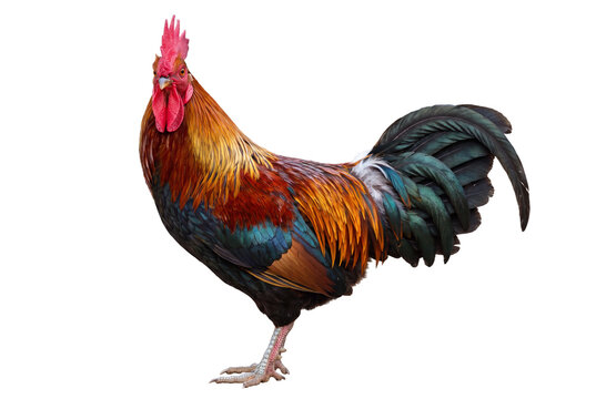 Rooster standing, side view, isolated on transparent background (PNG)