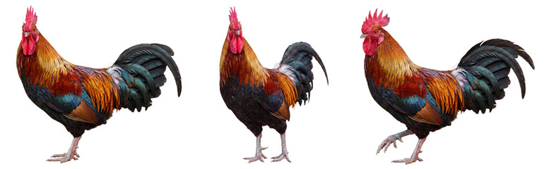 Rooster isolated on transparent background © Trixy