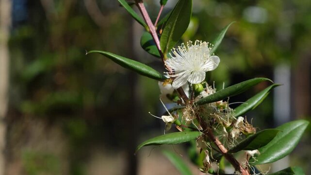 macro footage of bee pollinator and white myrtle flower, nature, environment, product, agriculture, stabilised, 4k