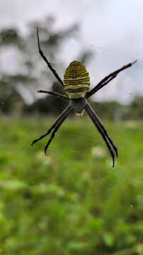 Yellow black female giant wood spider (Trichonephila pilipes) resting gracefully on intricate orb web outdoors naturally.