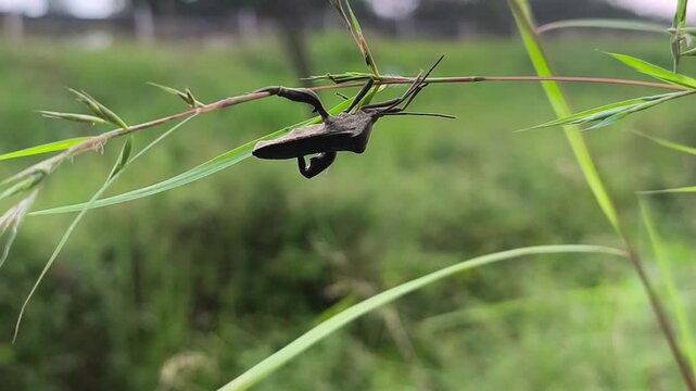 Leaf footed bug (Coreidae) clinging gracefully to wild grass stem in natural grassland habitat.