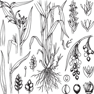 Hand Drawn Job's Tears Coix Seed Botanical Engraving Vector Illustration