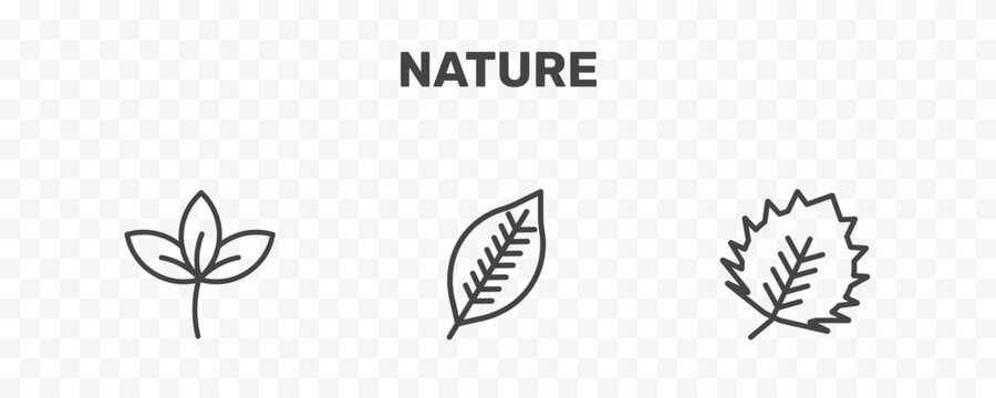 nature icon set with straberry leaf, lemon leaf, birch leaf signs in flat outline style