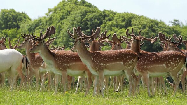 Large herd of fallow deer bucks standing in a green meadow