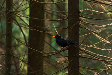 Fototapeta premium A blackbird perches on a fir tree in a dark forest.