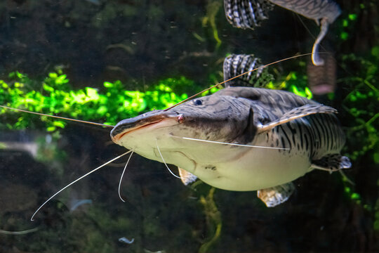Redtail Catfish in the water tank	