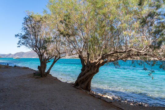 Tamarisk Trees on Rocky Coast of Spinalonga Island in Crete