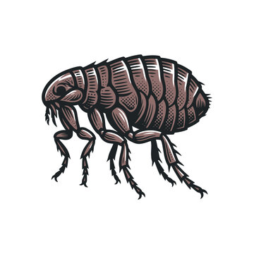 A vintage woodcut style illustration of a parasitic flea