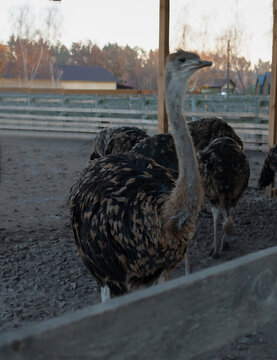 Ostriches walking around in a farm enclosure near a wooden structure during late afternoon
