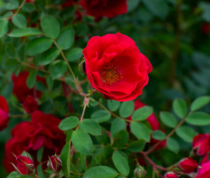 Red rose flower on a green background.