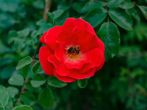 Close view of a red rose with a bee on a sunny day in a garden setting