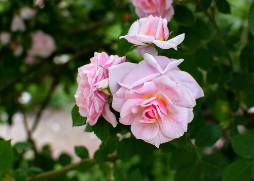 Roses bloom in a garden during spring season with pink petals and green leaves all around