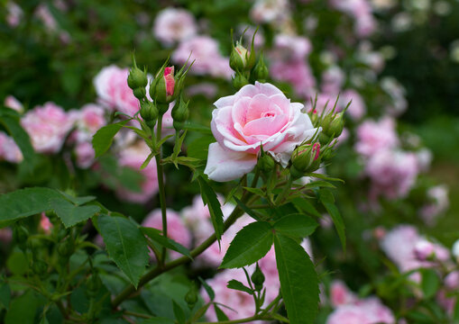 Roses bloom in a garden during spring season with pink petals and green leaves all around
