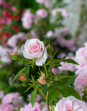 Roses bloom in a garden during spring season with pink petals and green leaves all around