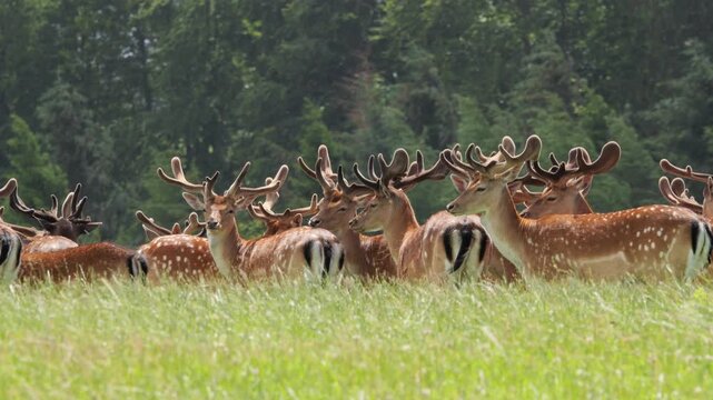 Large herd of fallow deer stags in green field